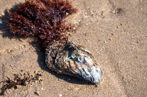 Wild creuse oyster on sandy beach at low tide, Zeeland, Netherlands
