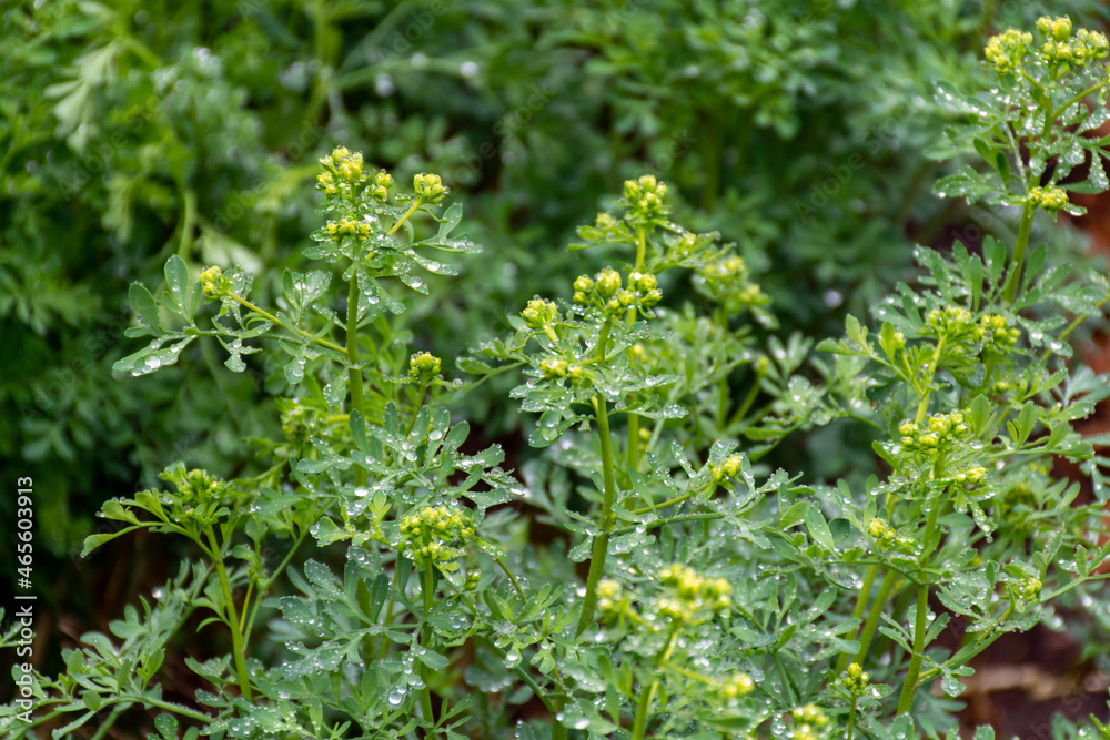 Ruta graveolens medicinal plant or strong smelling rue, commonly known ...