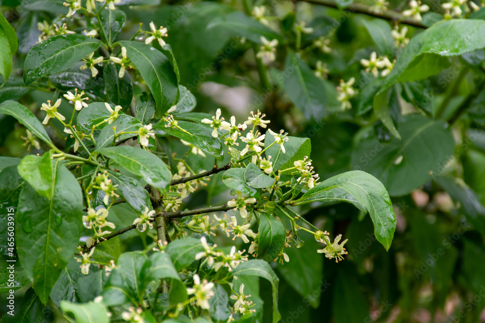 Botanical collection, euonymus europaeus tree Botanical collection, euonymus europaeus tree