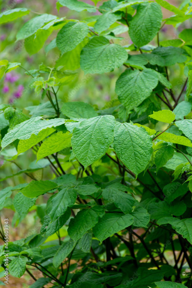 Botaical collection, green leaves of eleutherococcus senticosus or siberian ginseng medicinal plant Botaical collection, green leaves of eleutherococcus senticosus or siberian ginseng medicinal plant