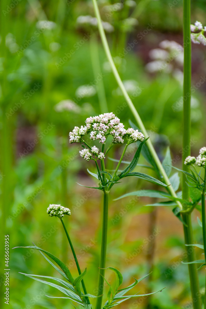 Obraz premium Blossom of Valeriana medicinal flowering plants in family Caprifoliaceae