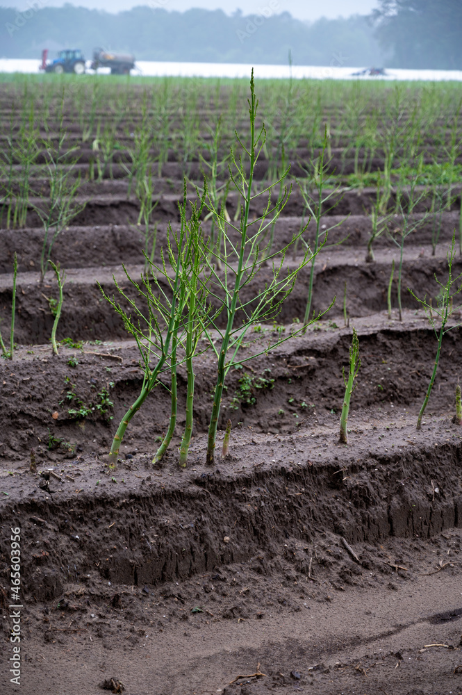 Growing cycle of white asparagus plants in summer