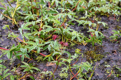 Comarum palustre or Potentilla palustris medicinal plant, known by the common names purple marshlocks, swamp cinquefoil and marsh cinquefoil waterside shrub. photo