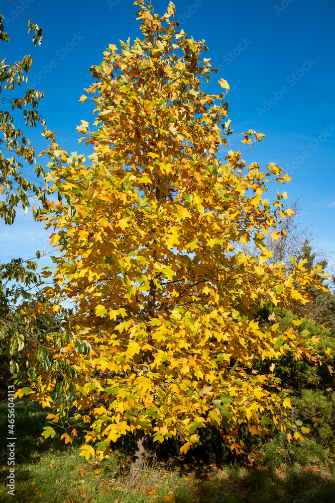 Naklejka premium a yellow orange colored tree in autumn. colorful autumn leaves against a bright blue sky. a warm sunny autumn day 