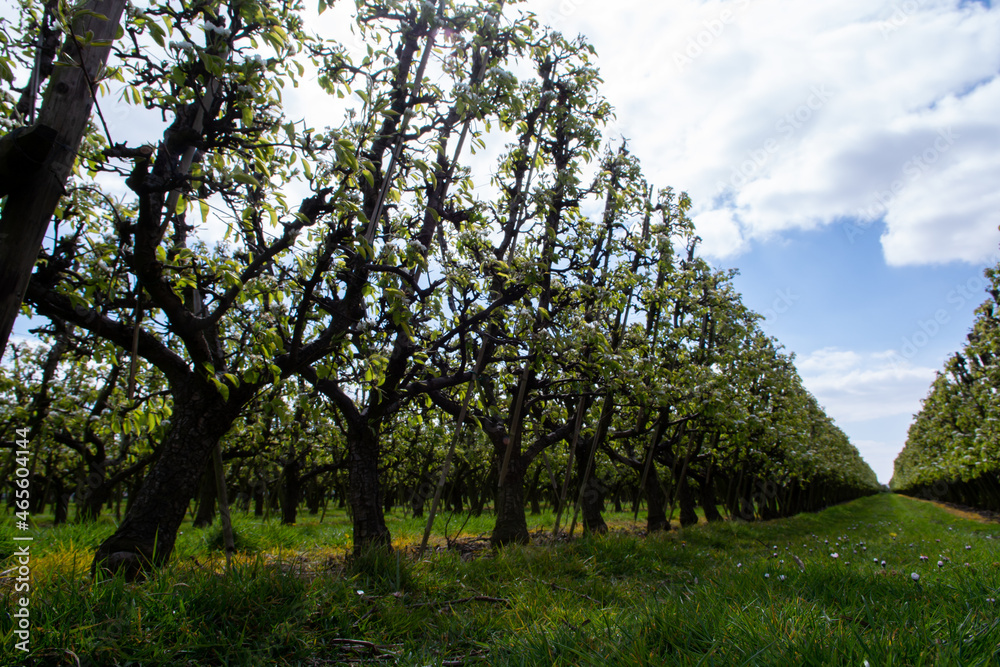Farming in Netherlands, rows of blossoming pear trees on fruit orchards in Zeeland. Farming in Netherlands, rows of blossoming pear trees on fruit orchards in Zeeland.