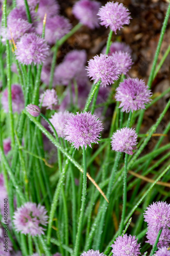Botanical collection  violet blossom of edible  medicinal  ornamental garden plant Alllium  chive onion plant