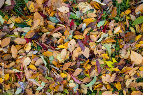 very many colorful leaves on the ground. autumn leaves fall from the tree. autumn background photo. Detail shot of different discolored foliage.  © 1take1shot