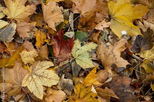 very many colorful leaves on the ground. autumn leaves fall from the tree. autumn background photo. Detail shot of different discolored foliage. 