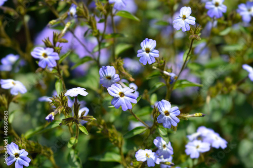 Bush violet