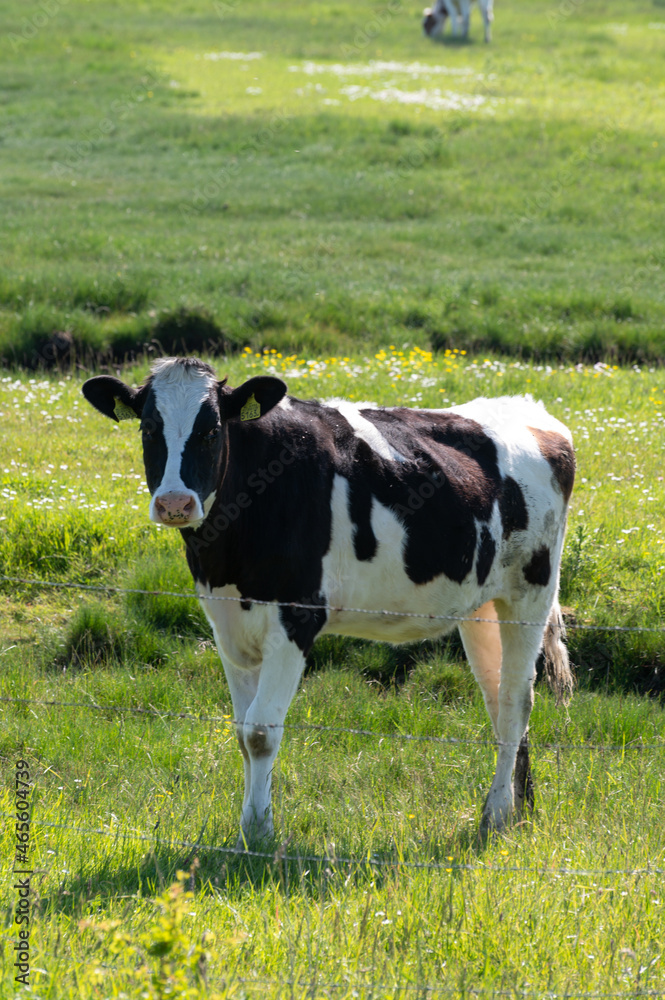 Black and white cow grazing green grass on polders of Zeeland, Netherlands