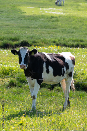 Black and white cow grazing green grass on polders of Zeeland  Netherlands