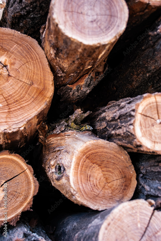 cut tree trunk