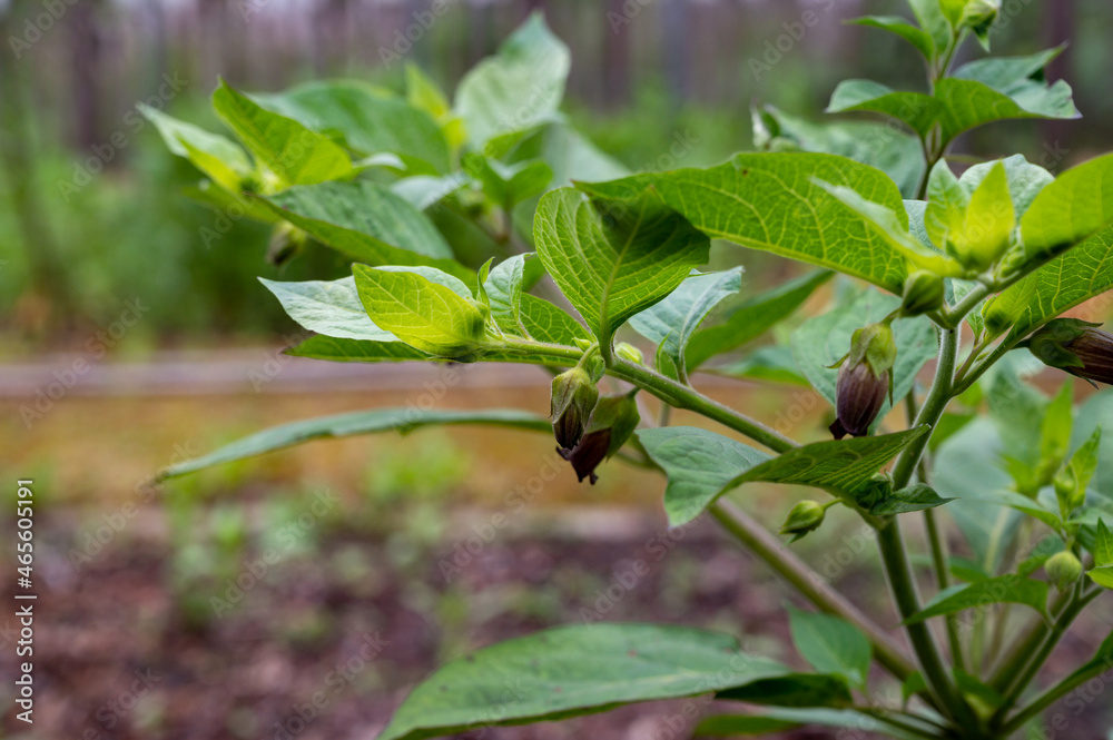 Atropa belladonna, commonly known as belladonna or deadly nightshade, is poisonous perennial herbaceous plant in nightshade family Solanaceae Atropa belladonna, commonly known as belladonna or deadly nightshade, is poisonous perennial herbaceous plant in nightshade family Solanaceae