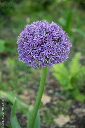 Botanical collection, violet blossom of ornamental garden plant Alllium, chive onion plant photo