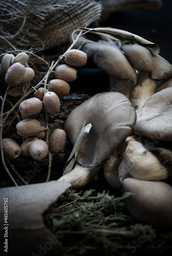 oyster mushrooms on the ground in the forest