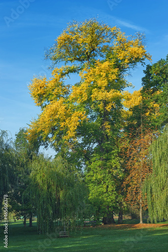 Quercus robur, common oak in the autumn colours in Stromovka in Prague, Czech Republic.