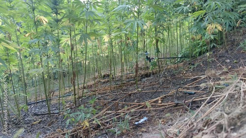 Medicinal Industry, Pharmacy, Field of hemp. Cannabis farm plantation. photo