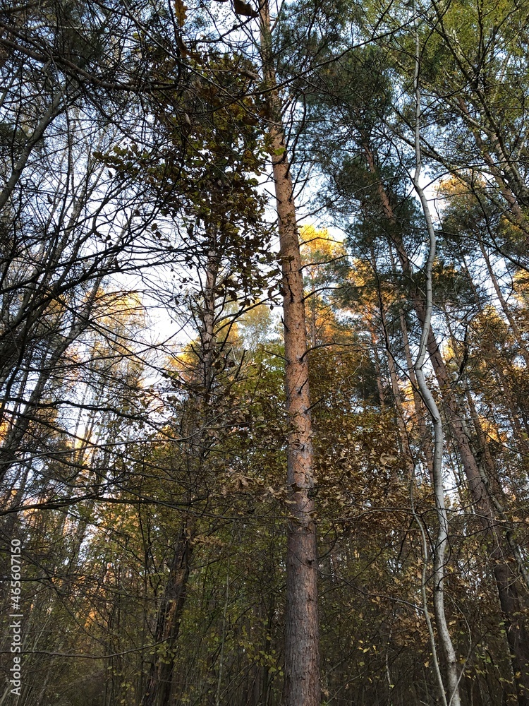 Fototapeta premium Autumn in a wood.