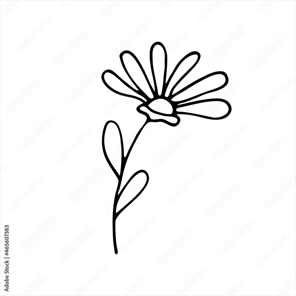 A painted Daisy flower. Doodle style, black outline, drawing with floral floral elements, minimalism. Isolated. Vector illustration.