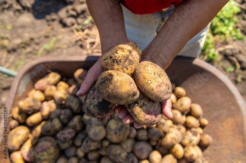 Harvest potatoes in the vegetable garden of a woman farmer. Selective focus.