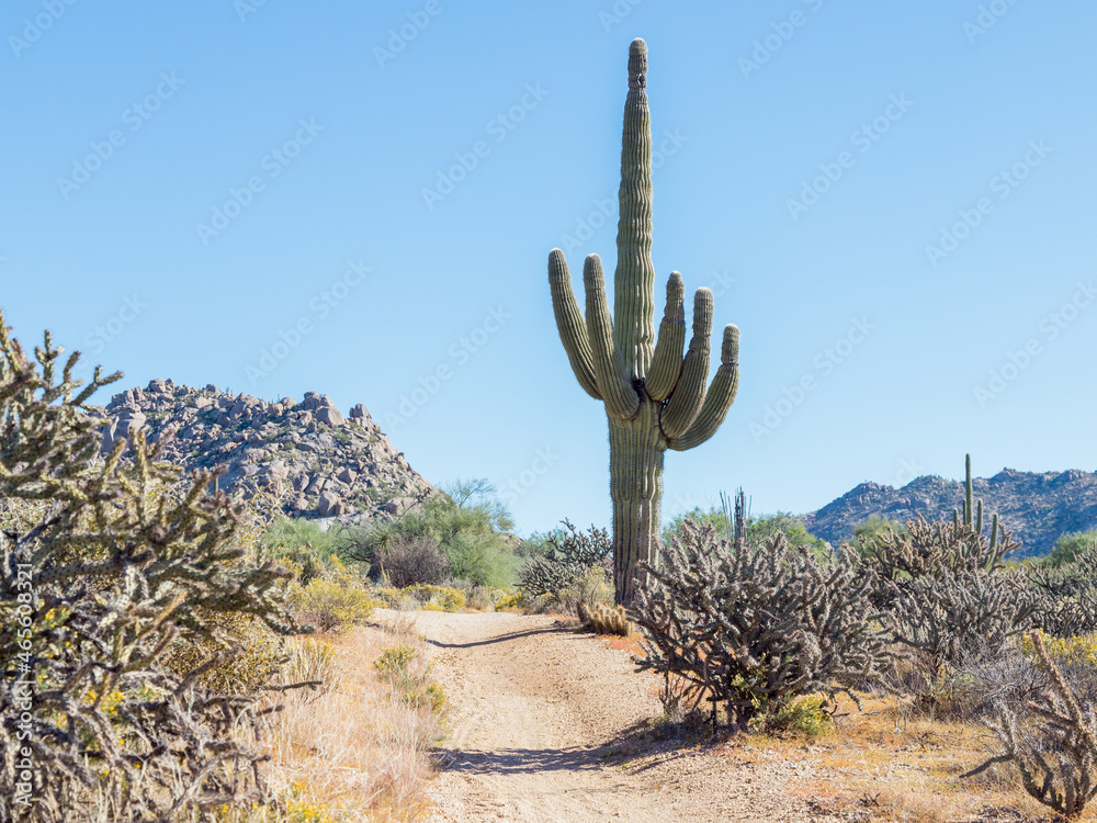 Saguaro cactus on trail in desert.