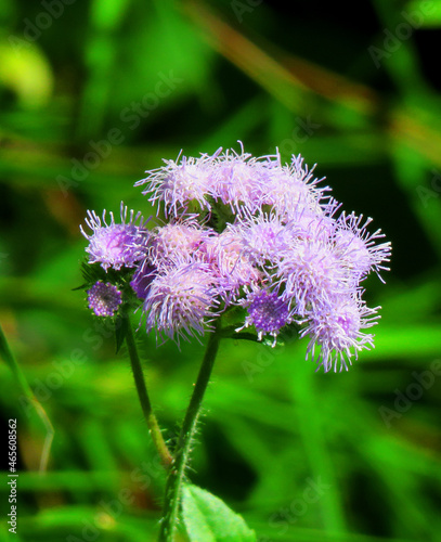 the billygoat-weed flower known as Ageratum conyzoides, chick weed, goatweed, whiteweed, mentrasto. photo