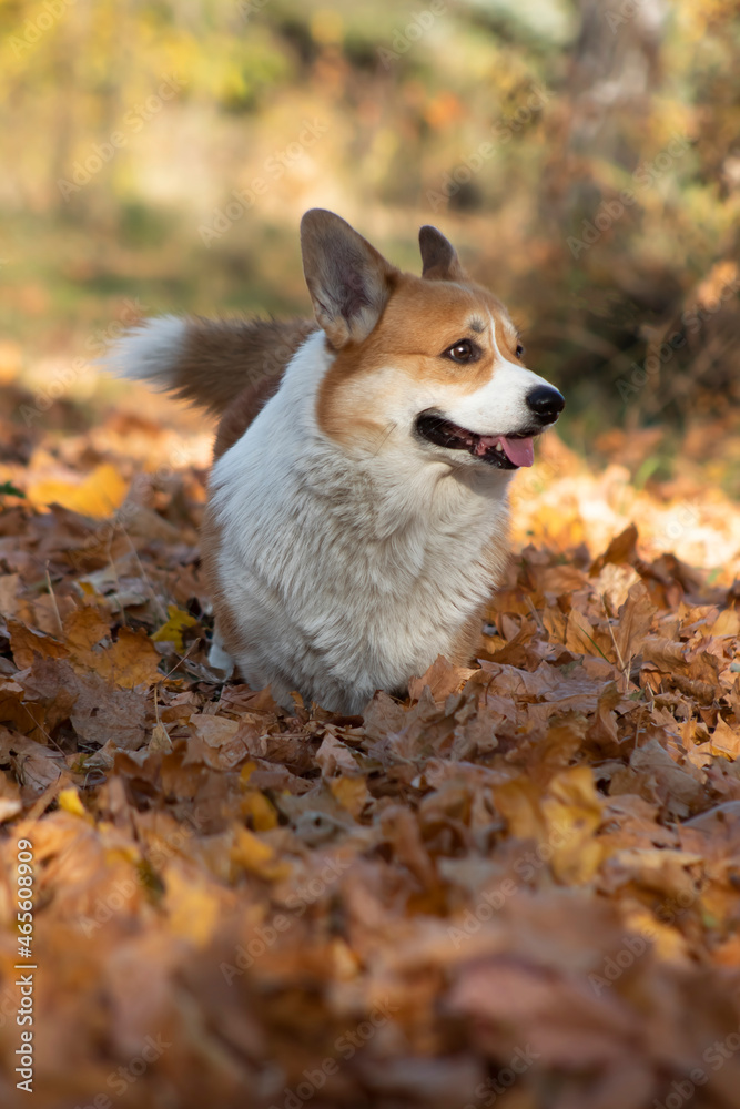 Golden welsh corgi male walking and smiling in the autumn forest