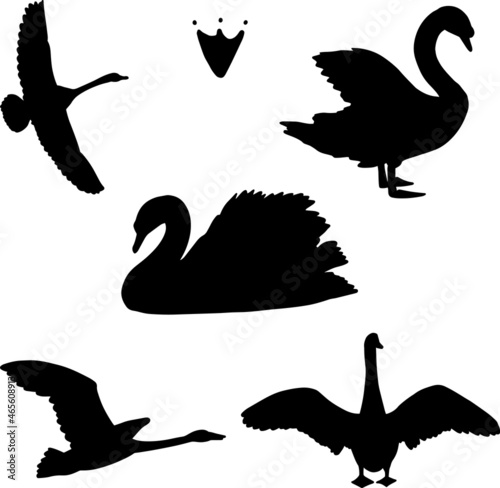 Set of hand drawn black swans silhouette birds, vector file 