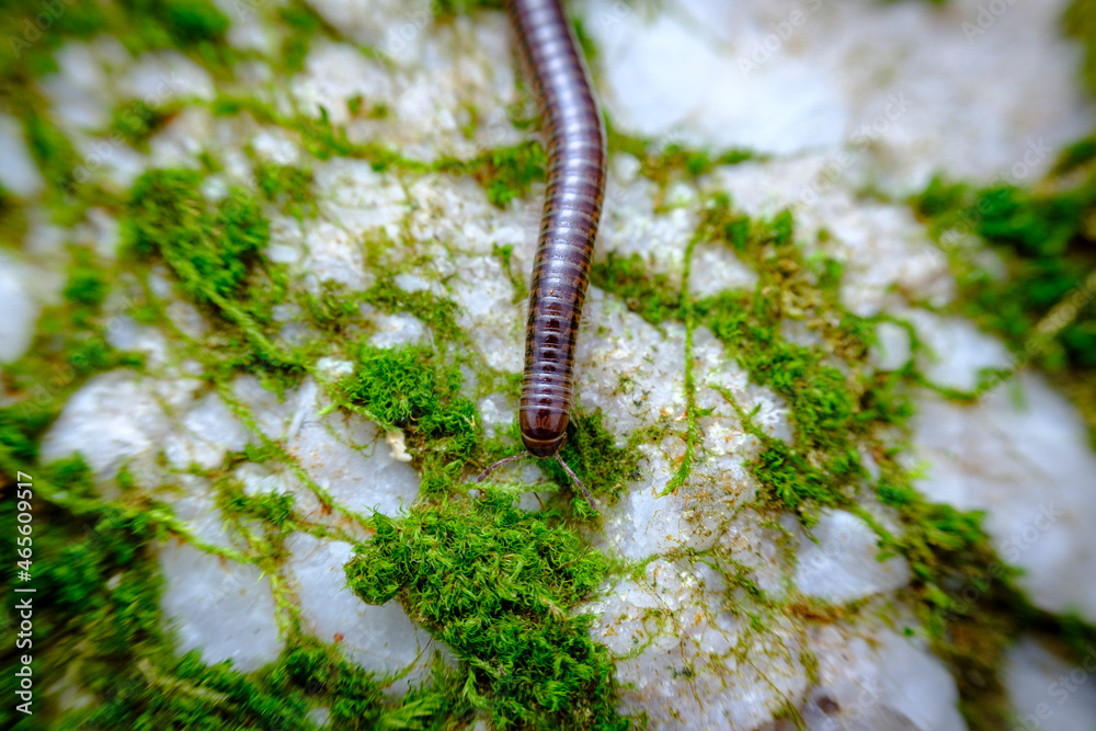 Orange Millipede Leaf