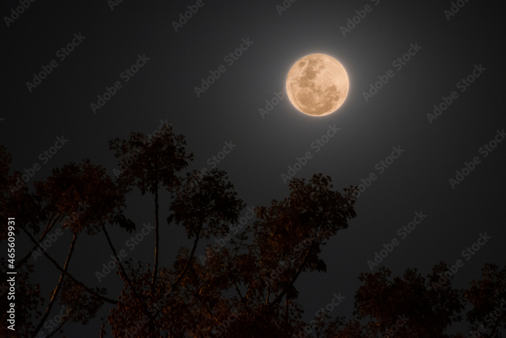 Luna llena y ramas