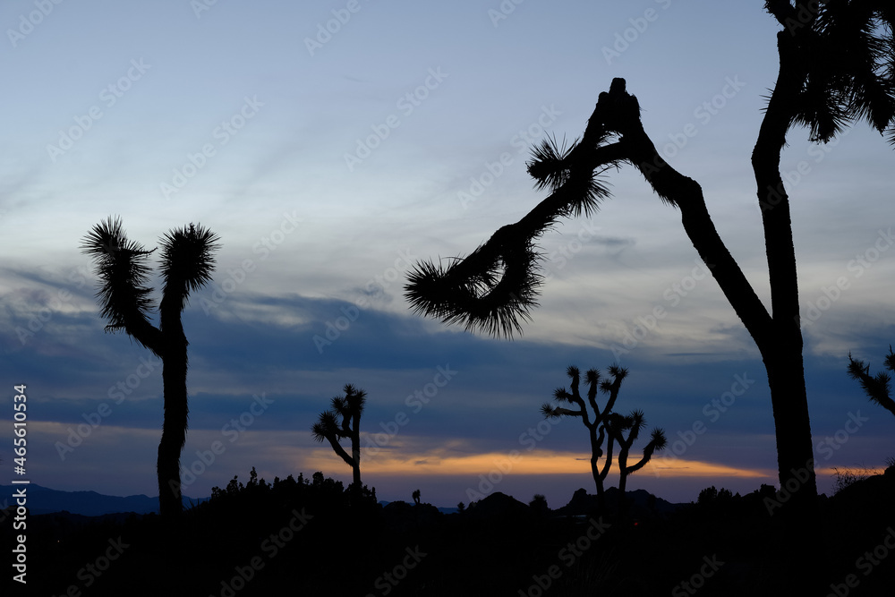 Joshua trees and Gneiss Rocks in and around Joshua Tree national park bordering the Colorado and Mojave desert at sunset