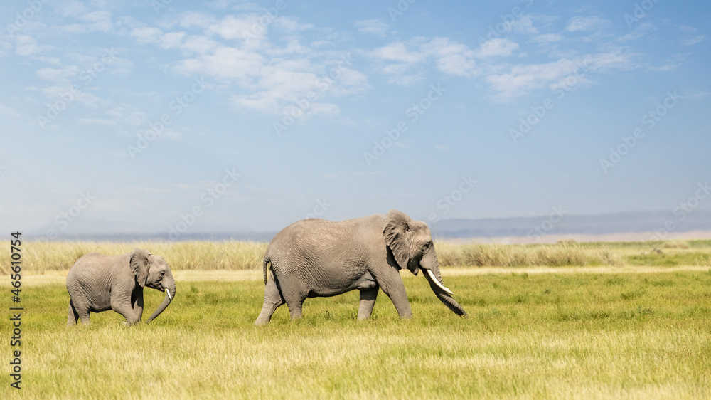 Mother and baby elephant, loxodonta africana, walking through the lush green grass of Amboseli National Park, Kenya Mother and baby elephant, loxodonta africana, walking through the lush green grass of Amboseli National Park, Kenya