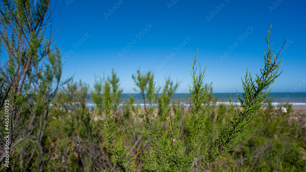 grass on the beach grass on the beach