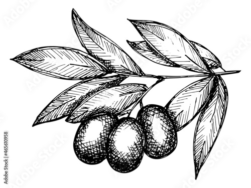 Vector sketch of olive branch. Hand drawn eco food illustration isolated on white background. For print, web, design, decor.