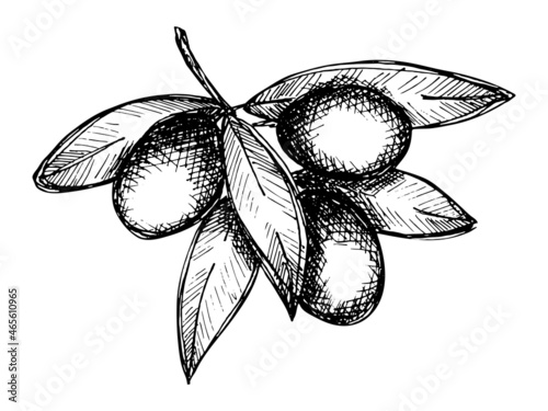 Vector sketch of olive branch. Hand drawn eco food illustration isolated on white background. For print, web, design, decor.