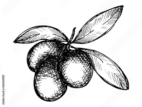 Vector sketch of olive branch. Hand drawn eco food illustration isolated on white background. For print, web, design, decor.