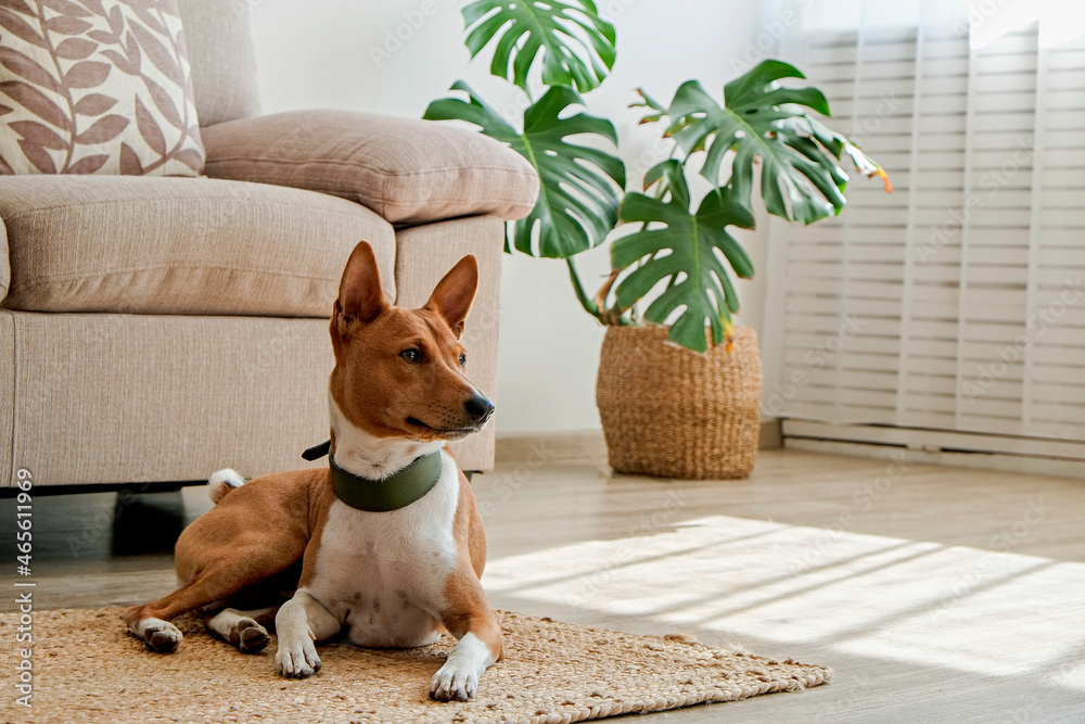 Cute Basenji dog with big ears laying on a wicker rug. Small adorable doggy with red and white markings resting on a carpet at home. Close up, copy space for text, interior background.