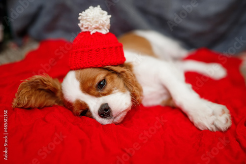 Sad puppy of beautiful brown white Cavalier King Charles Spaniel in a red santa hat on red background.