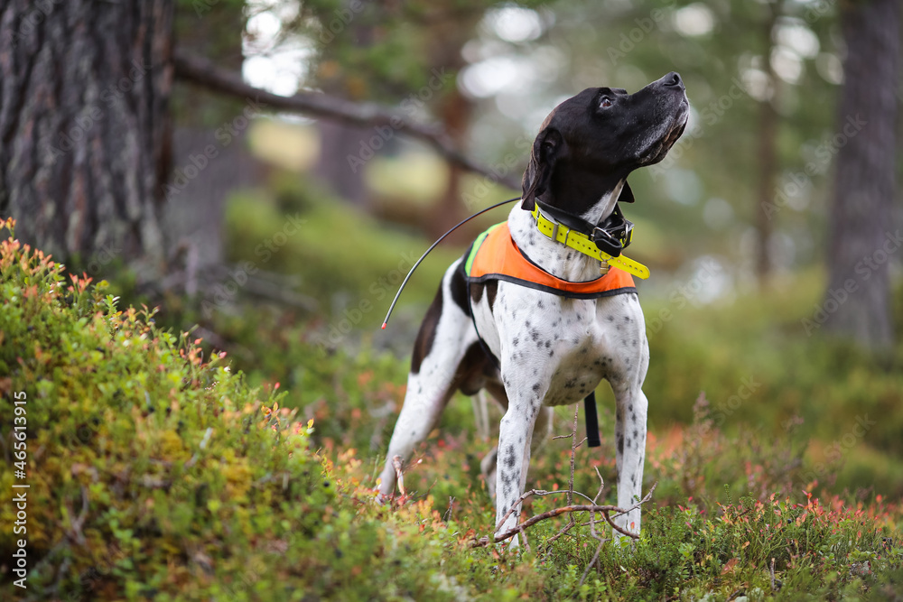 Dog english pointer