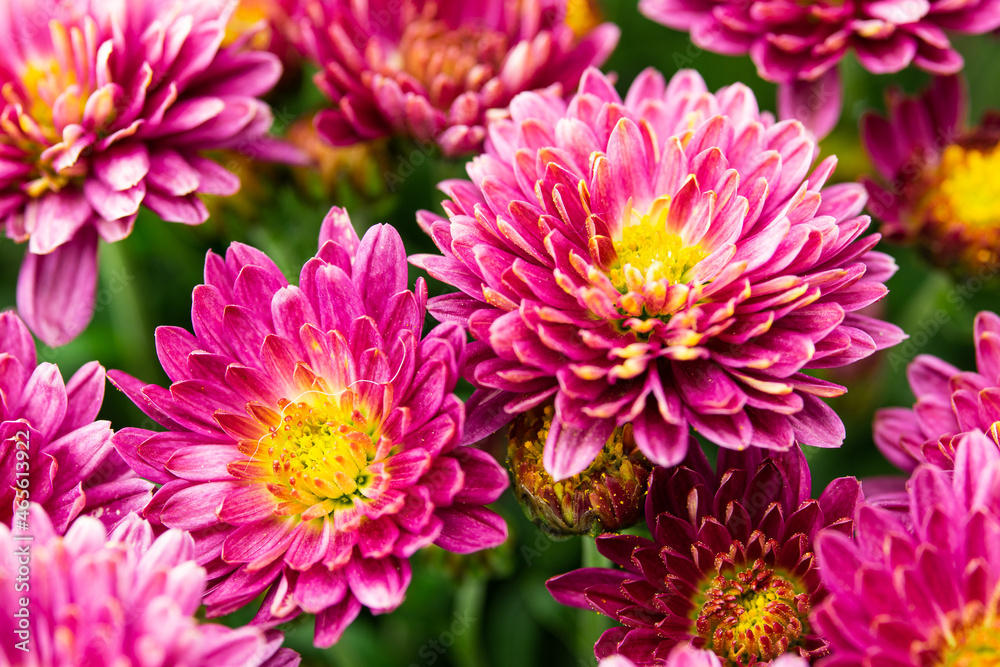Close-up focused on chrysanthemum petals. Close-up focused on chrysanthemum petals.