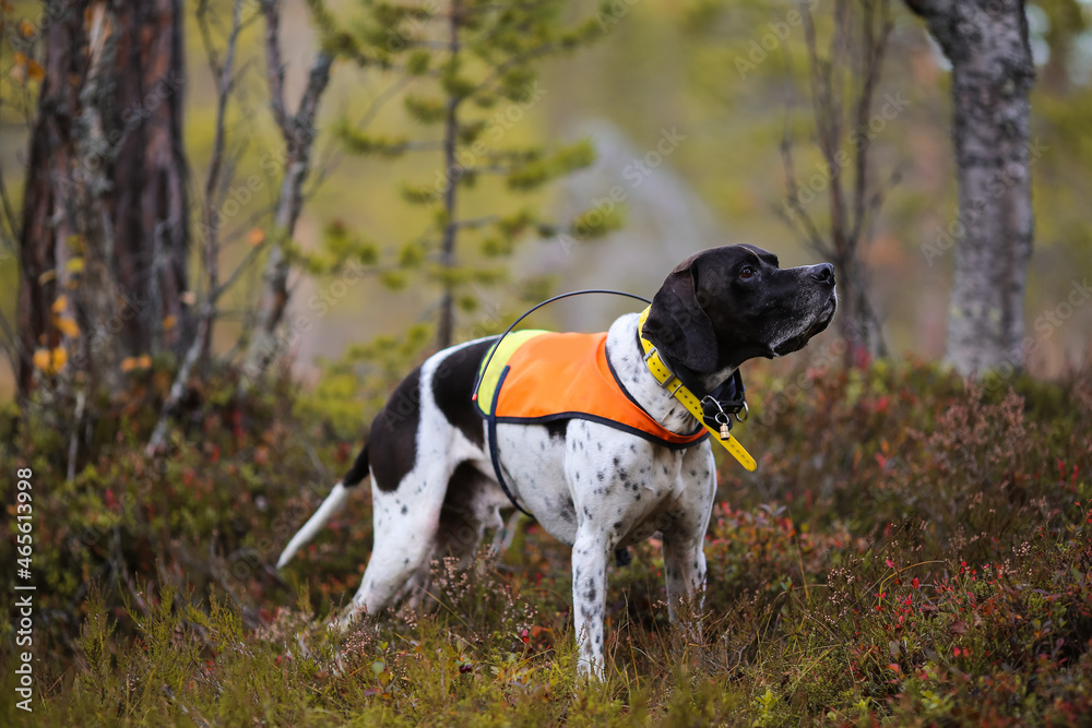 Dog english pointer