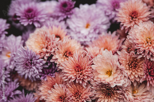 Chrysanthemum In Pastel Tones Like Peach & Lilac photo