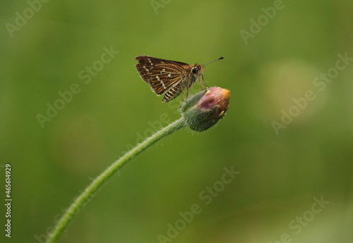 butterfly on a flower blossom