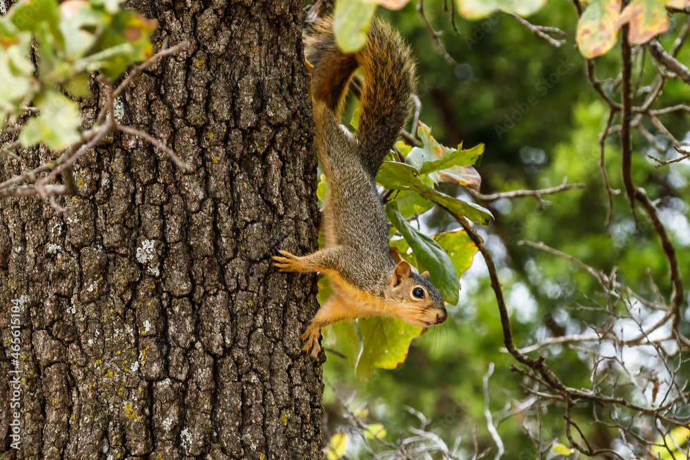 Fototapeta premium squirrel in a tree eating a nut