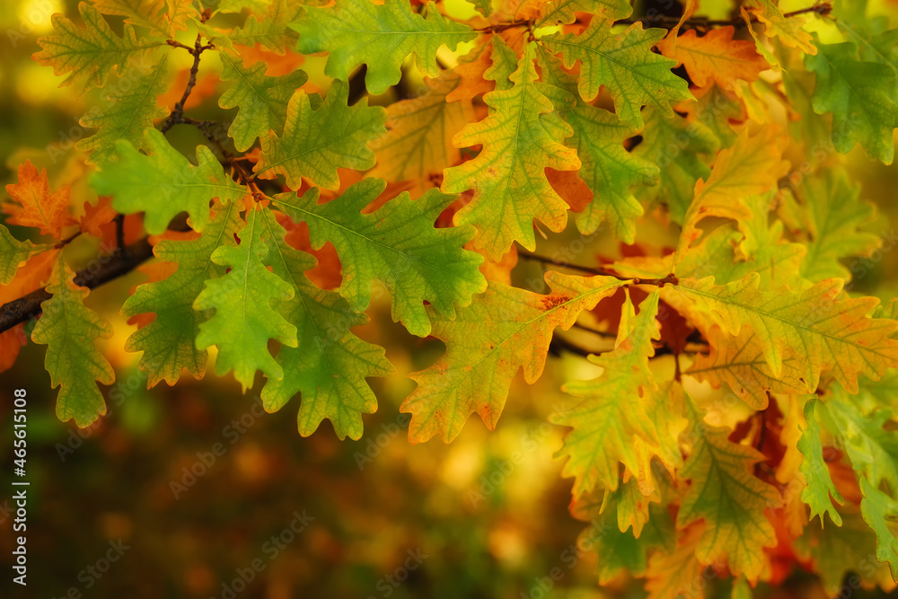 Golden autumn maple leaves view. Autumn maple leafs background. Autumn maple leaves. Golden autumn maple leaves view. Autumn maple leafs background. Autumn maple leaves.