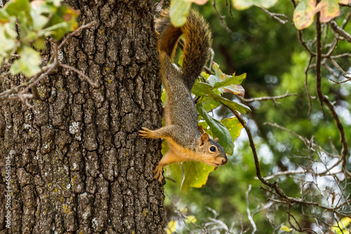 squirrel in a tree eating a nut © crotonoil