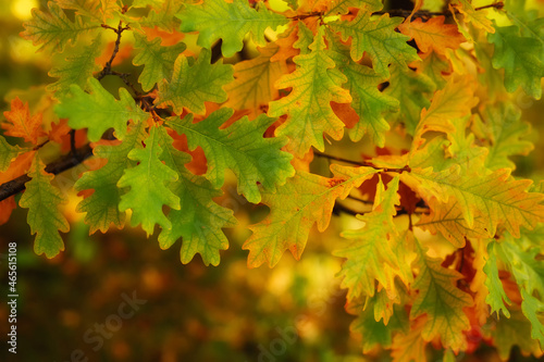 Golden autumn maple leaves view. Autumn maple leafs background. Autumn maple leaves.