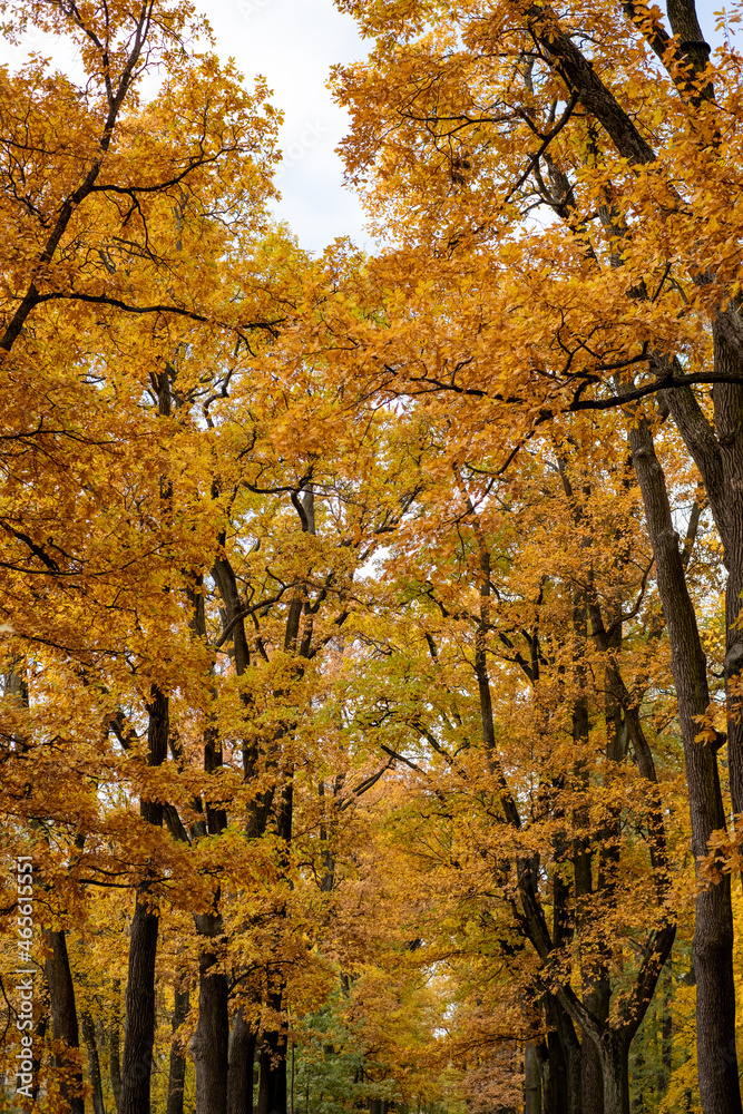 Tall trees with yellow leaves. Tree canopy in autumn forest