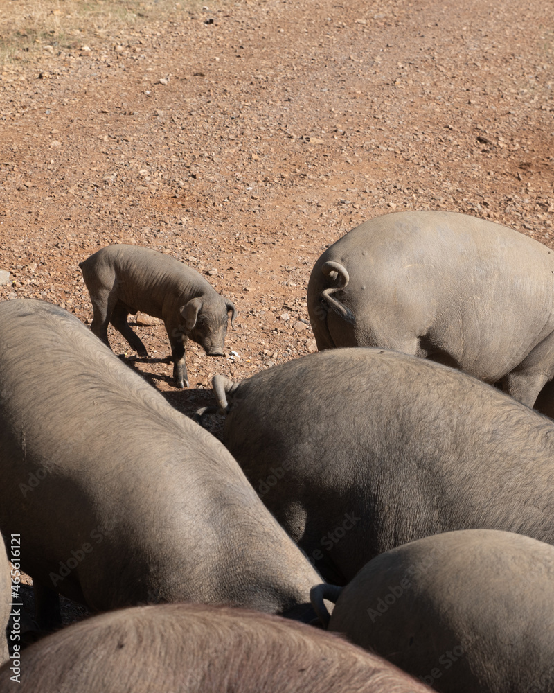 Group of Iberian pigs and a piglet on the farm Group of Iberian pigs and a piglet on the farm