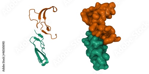 Crystal structure of human epidermal growth factor dimer. 3D cartoon and Gaussian surface models, chain id color scheme, PDB 1jl9, white background